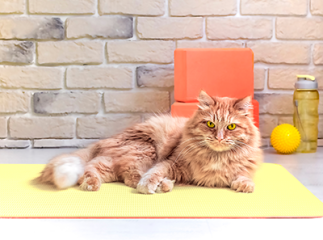 cat-agility